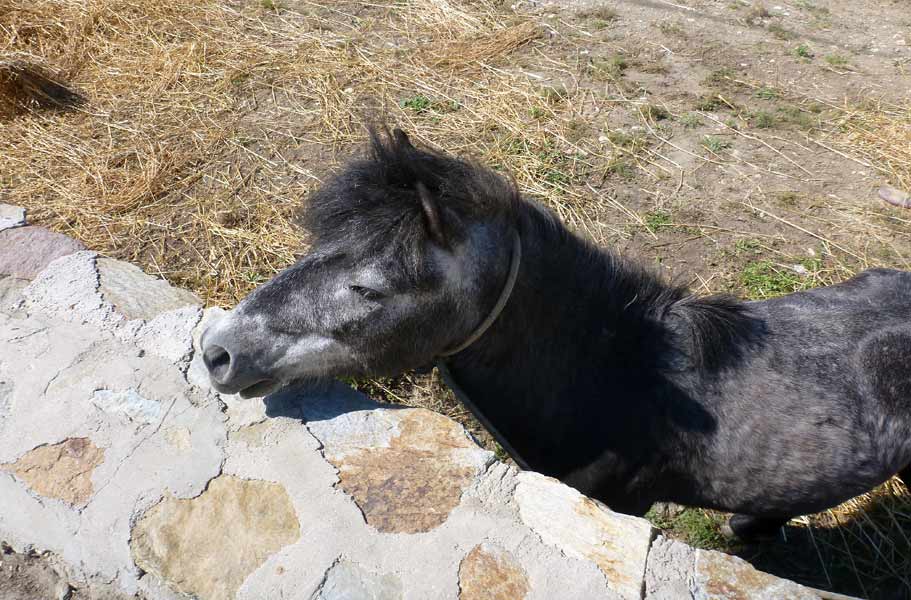 Skyros Pony 0001