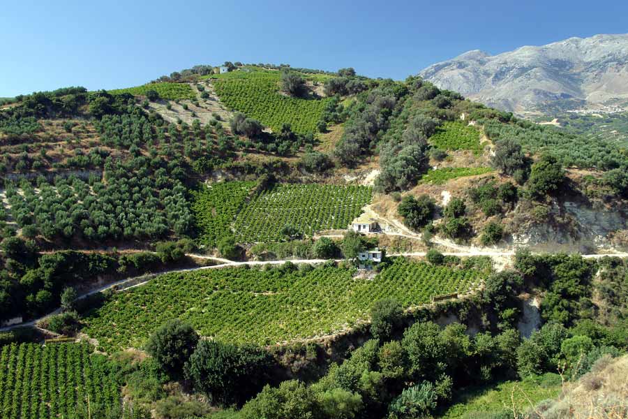 Weinbau Kreta 0001