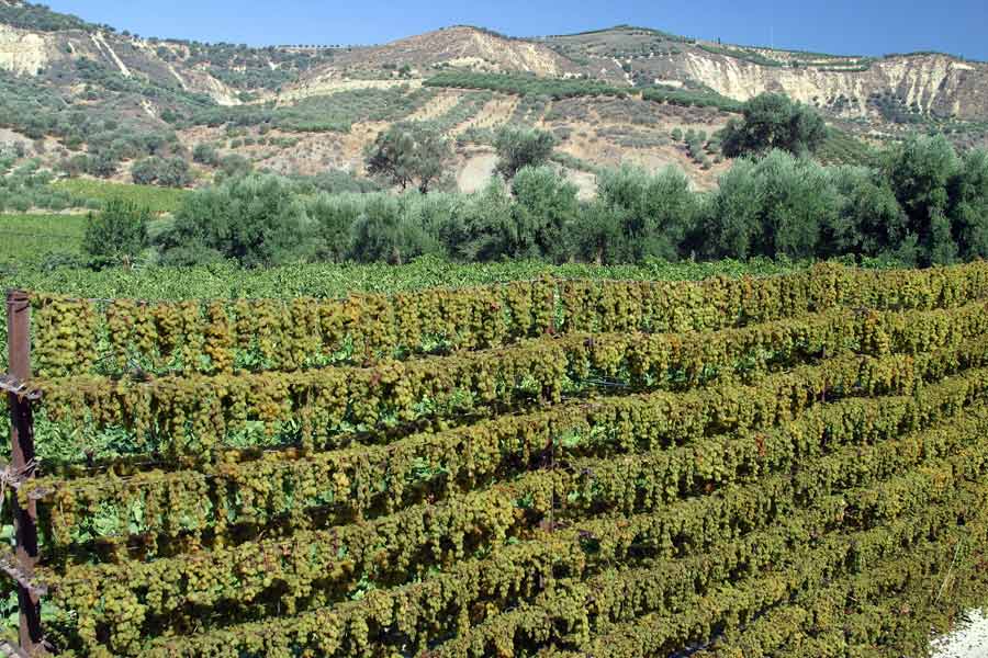 Weinbau Kreta 0004