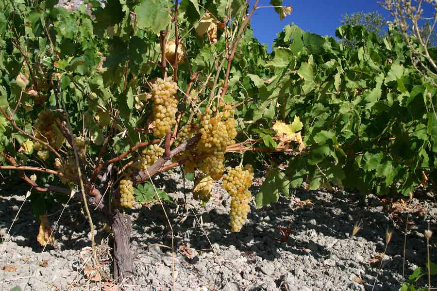 Weinbau Kreta 0006